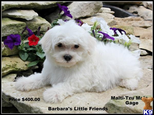 Puppies in Scottsville